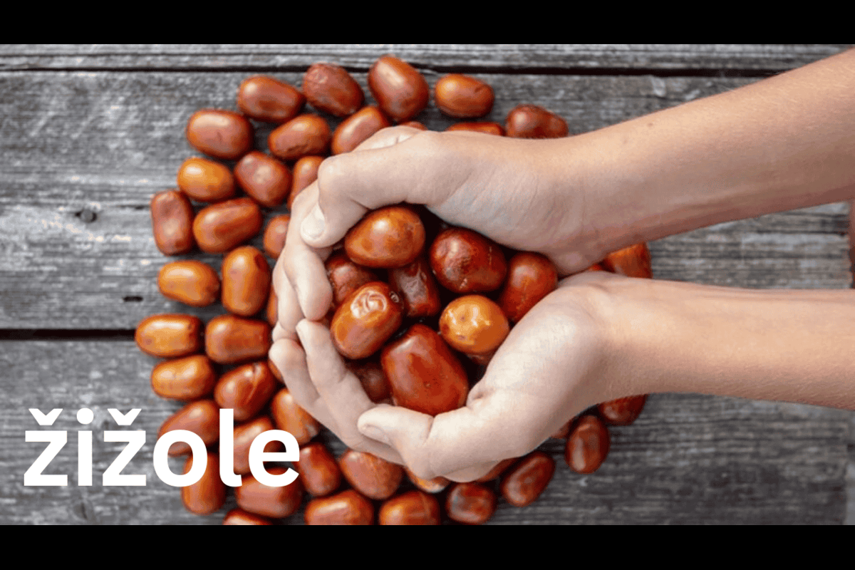 Žižole: History, meaning and cultural relevance of the jujube