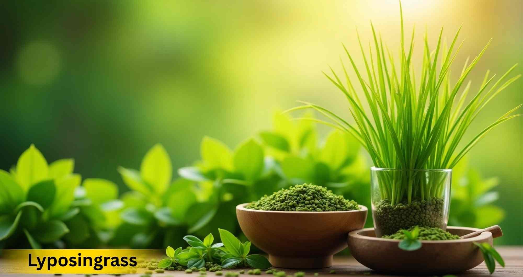 Lyposingrass: The green revolution in sustainable living