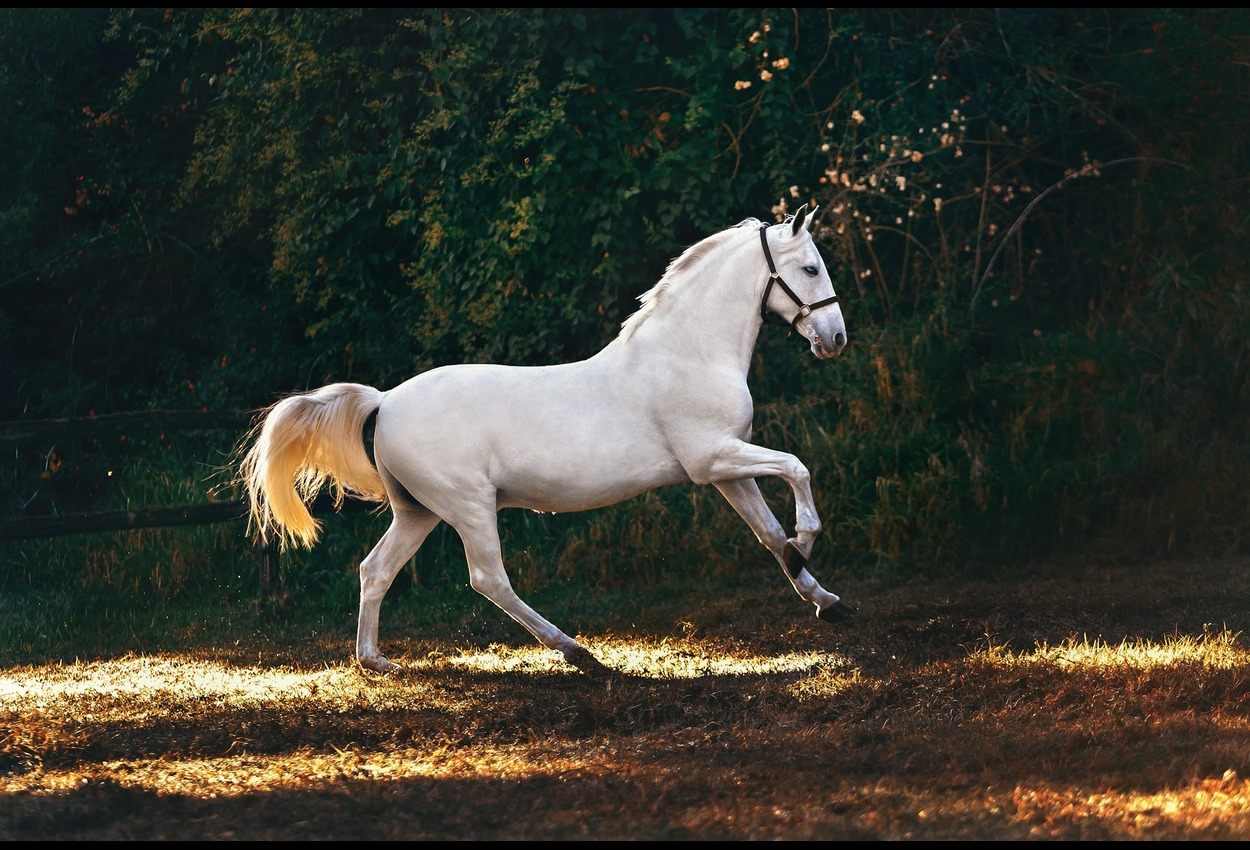 BK Horse: The ideal companion for horse riding enthusiasts